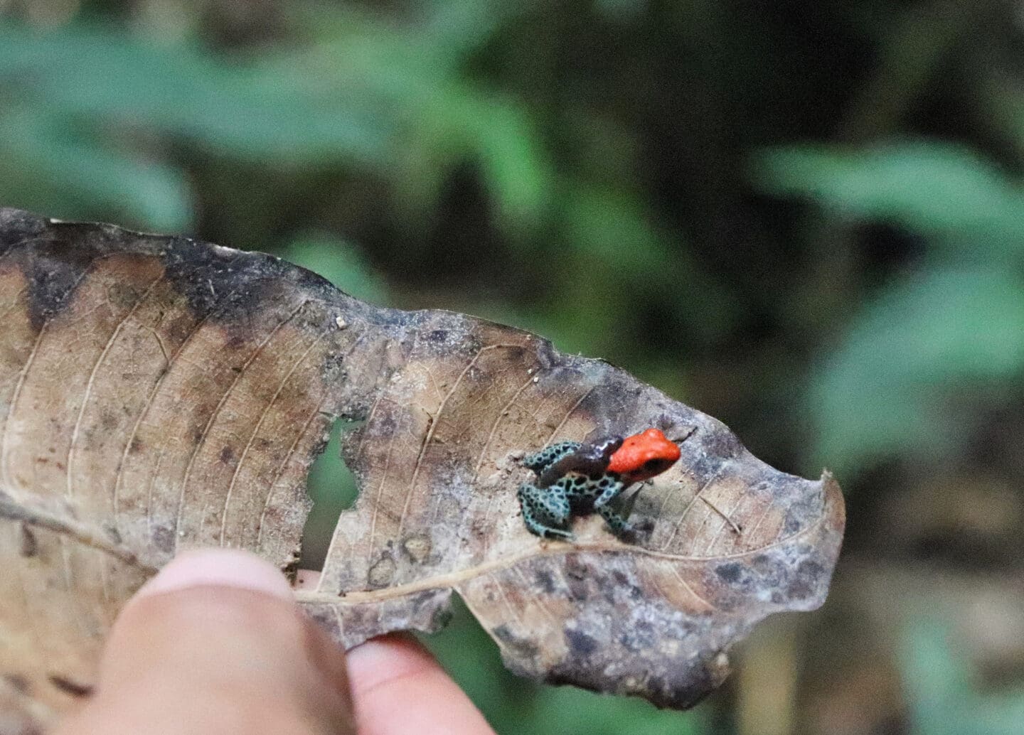 frog carrying tadpoles at Heliconia Amazon jungle lodge