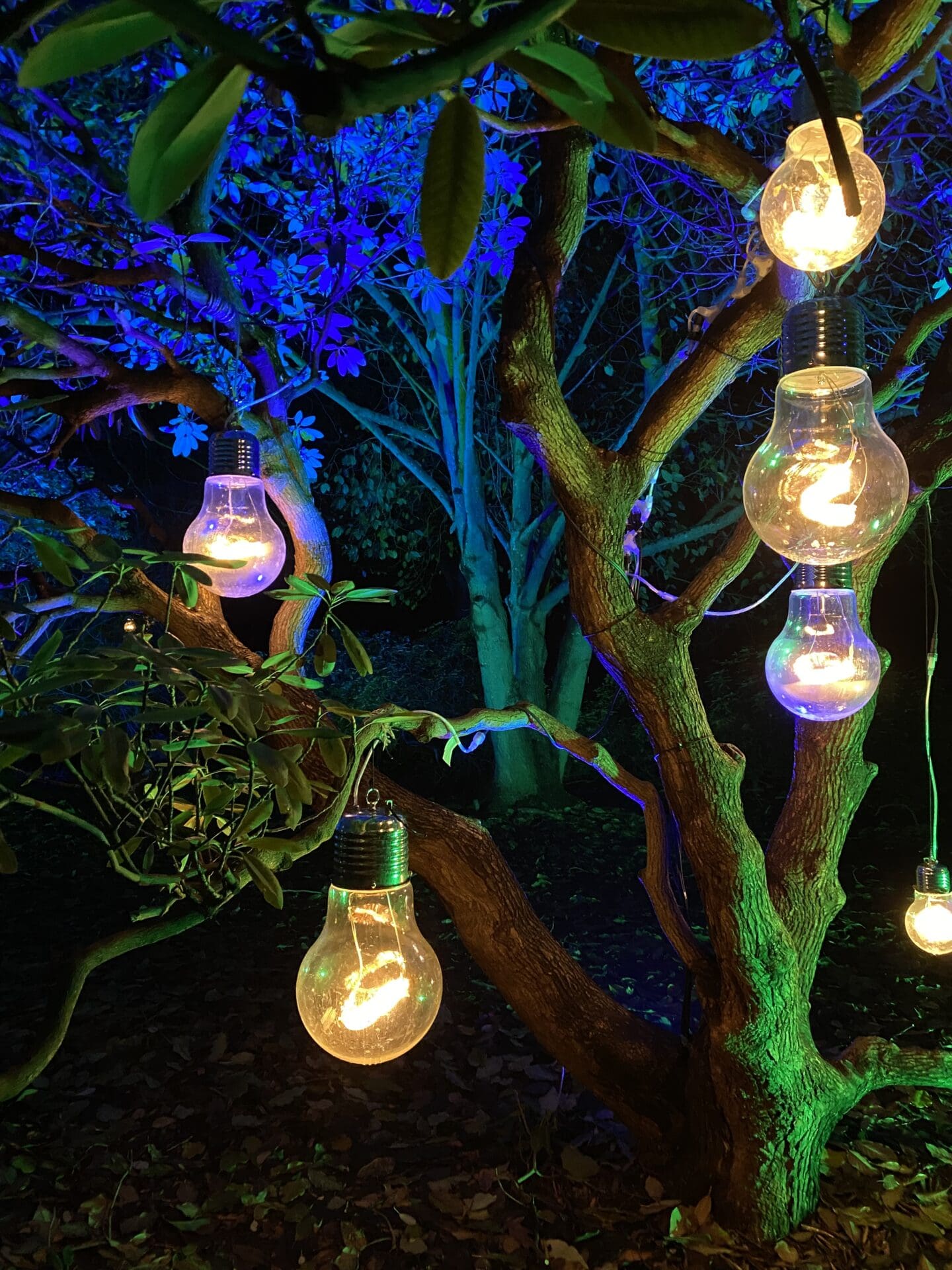 Christmas lights in tree