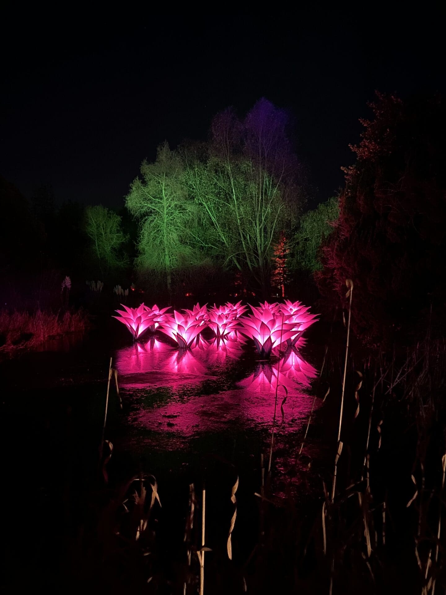 Edinburgh botanic gardens lights