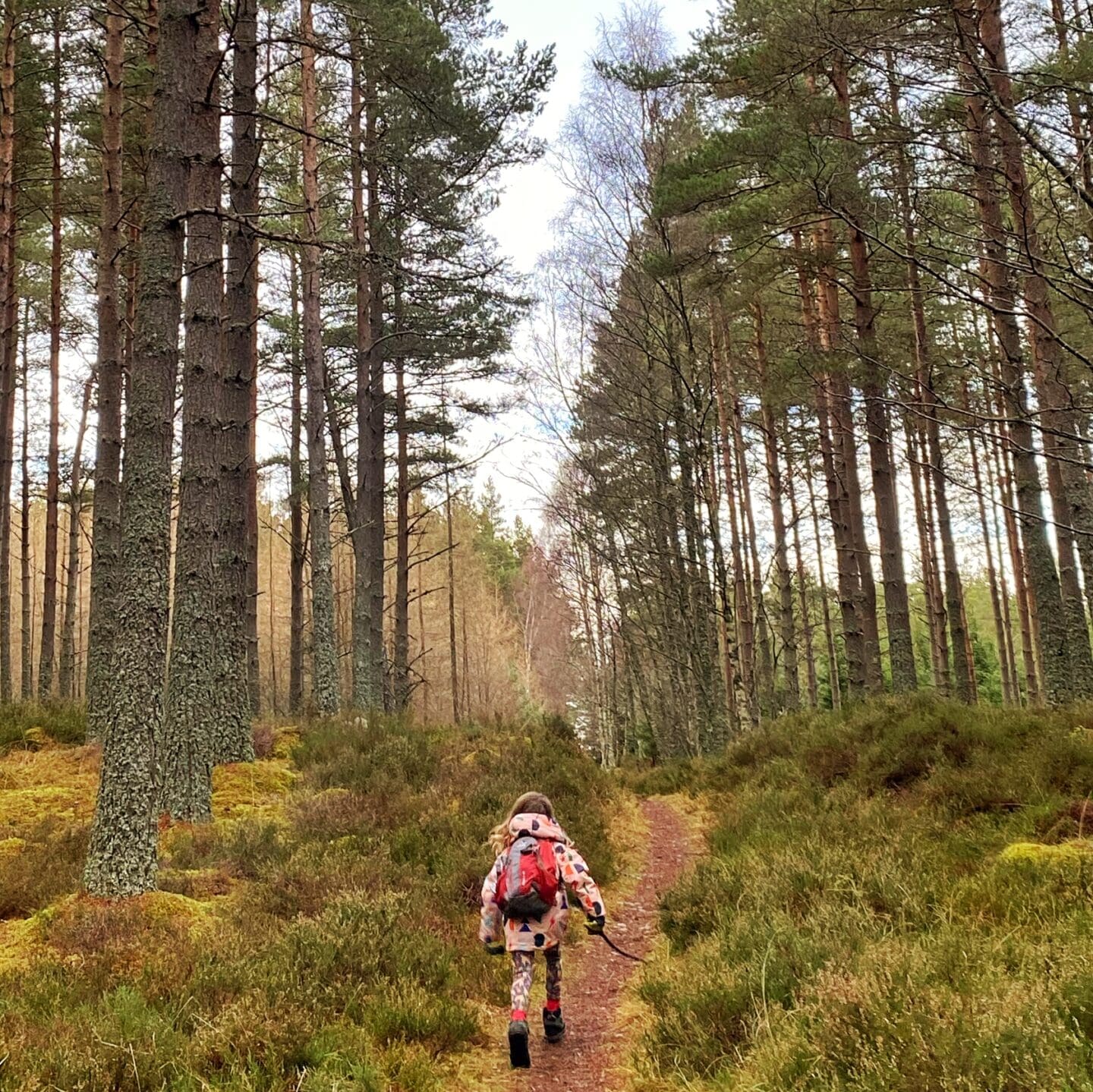 Child walking through a Scots Pine forest