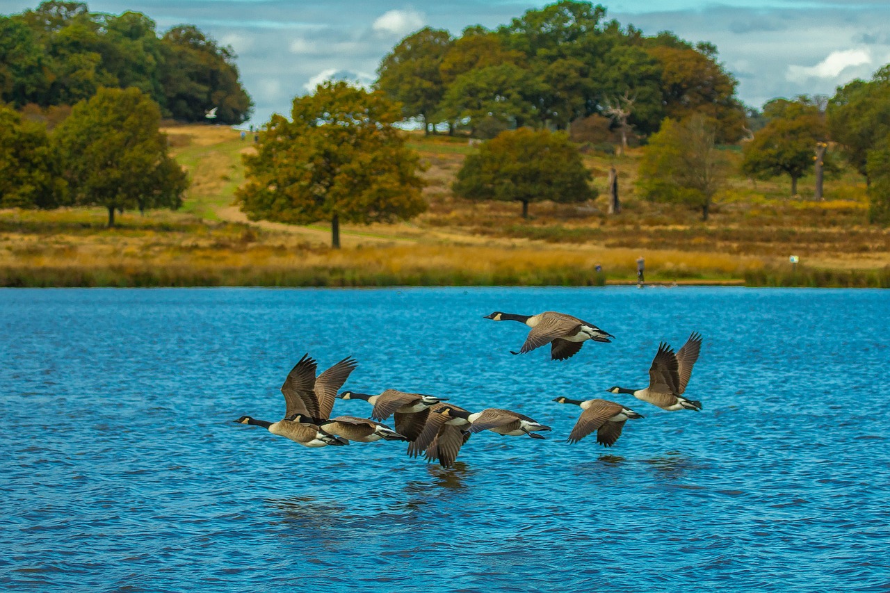 Geese flying over lake at Richmond park