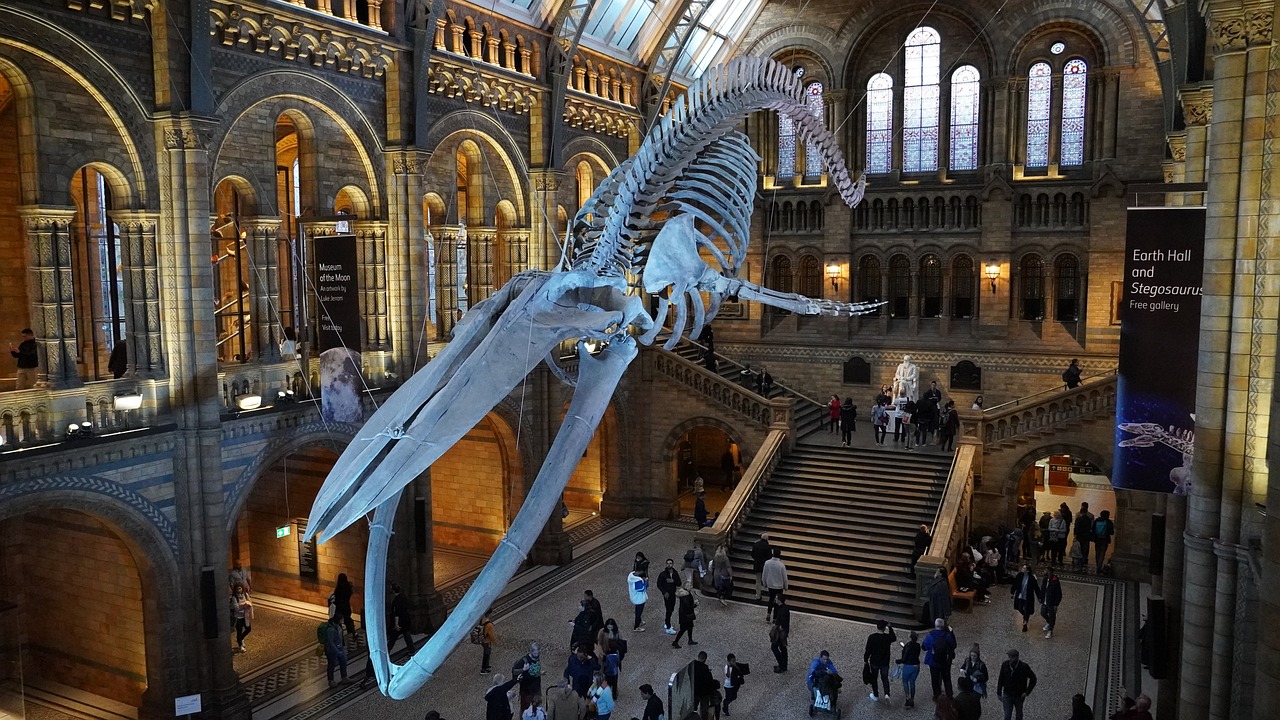 Natural History museum
