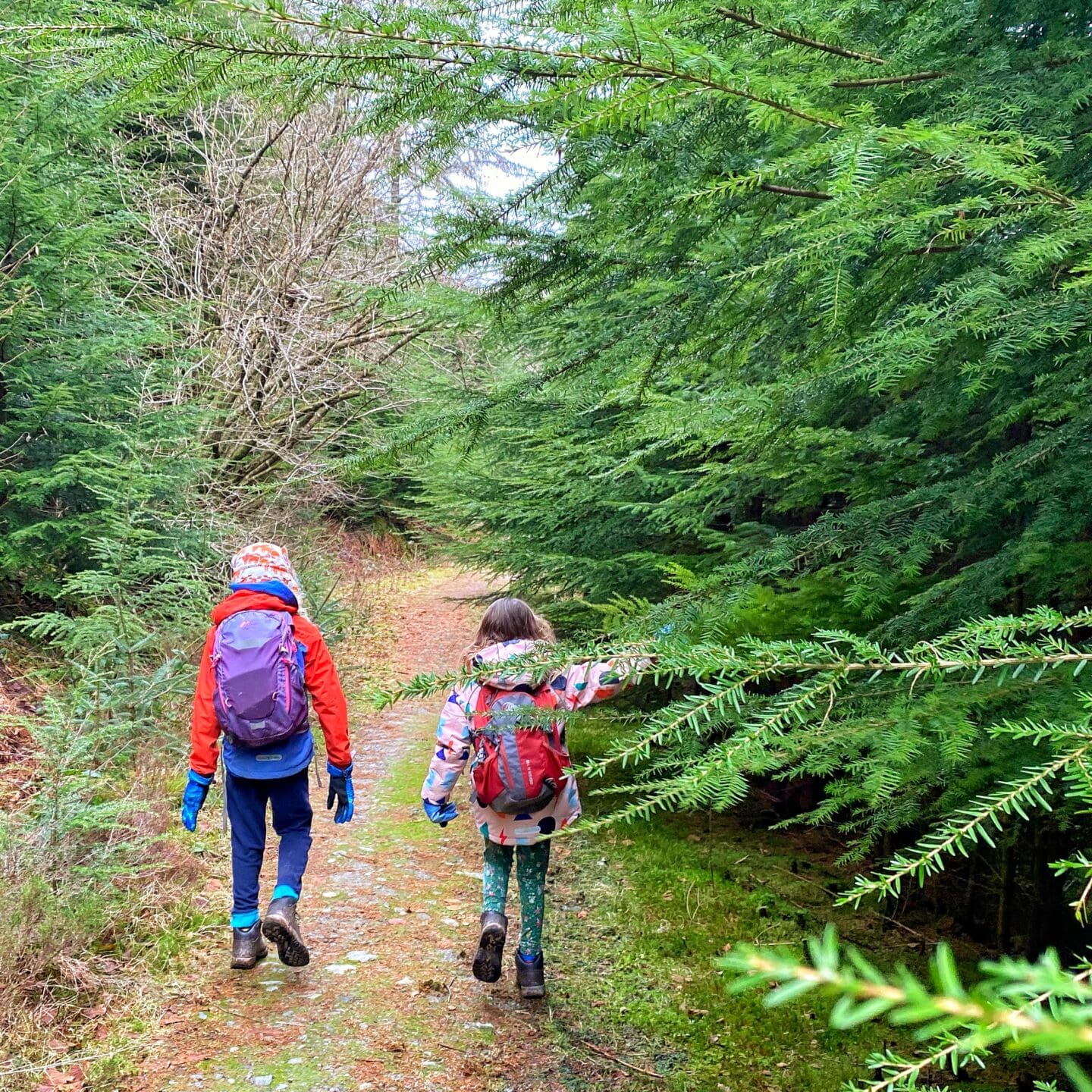 Children walking through a forest