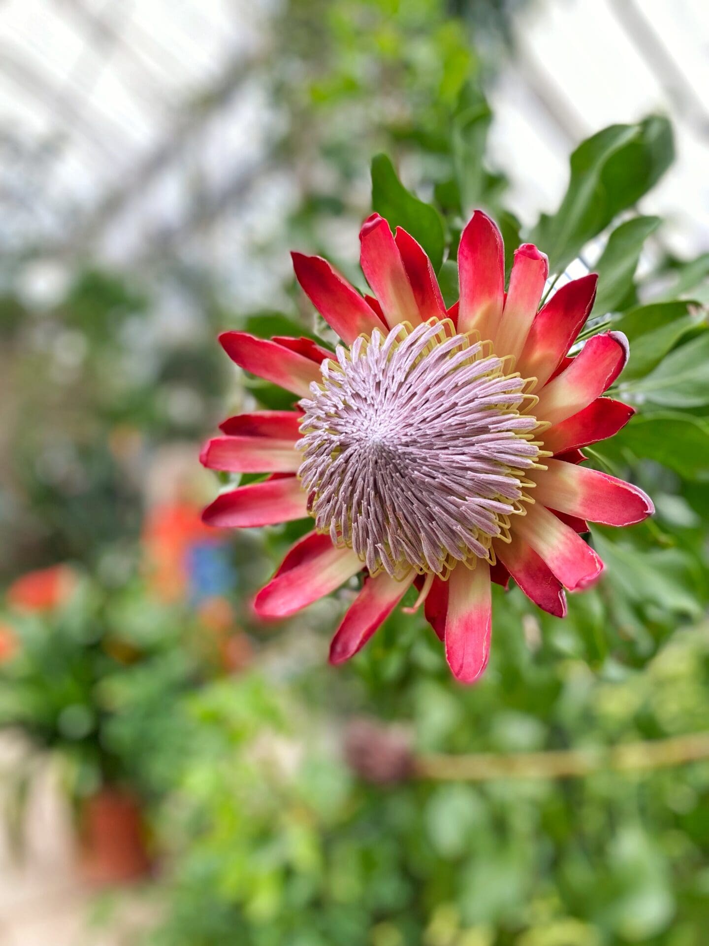 Flower at Kew gardens