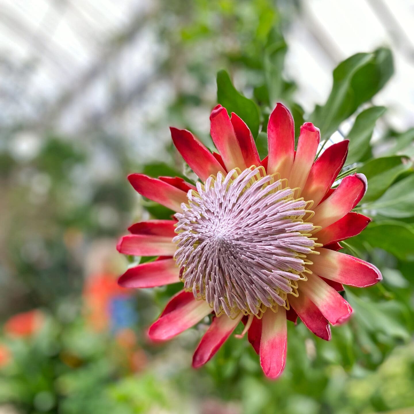 Flower at Kew gardens
