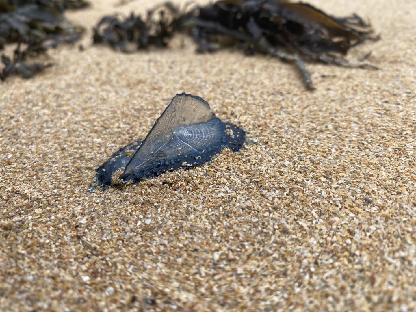 By the wind sailor washed up on beach