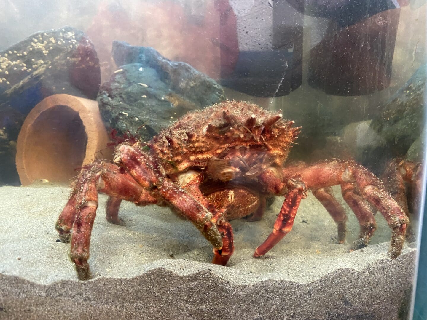 Scottish crab in tank
