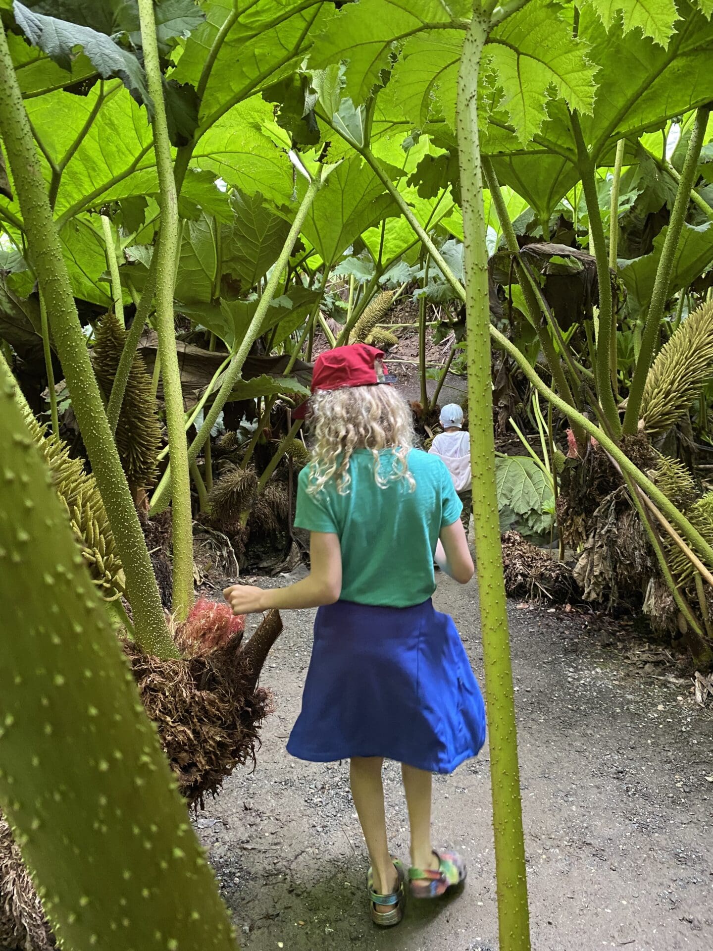 Gunnera path
