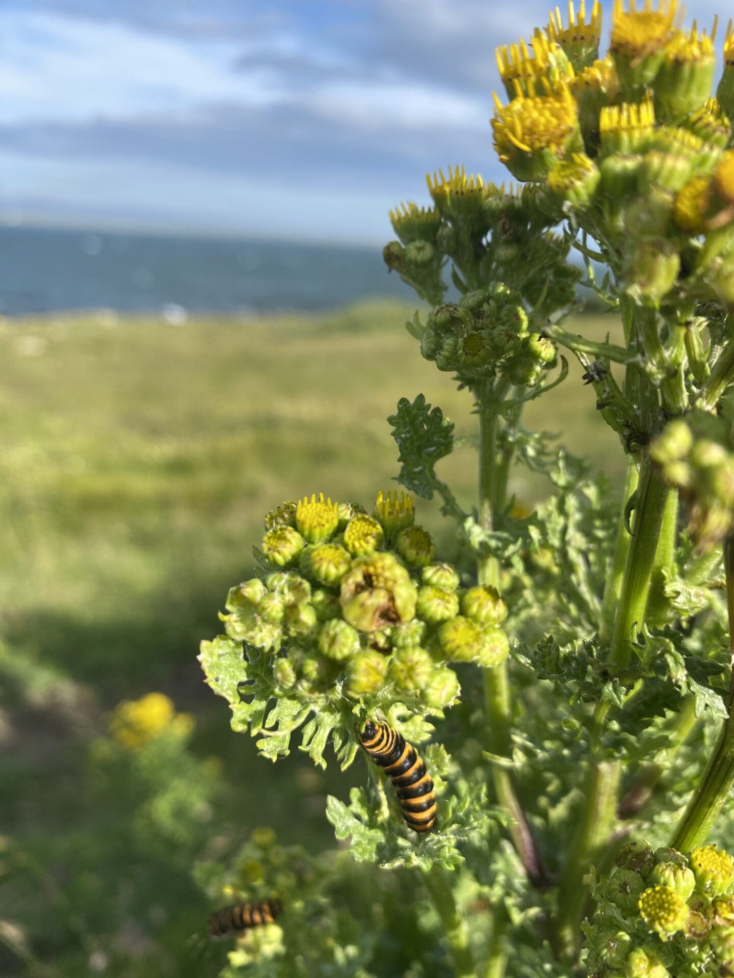 Cinnabar moth caterpillars on ragwort