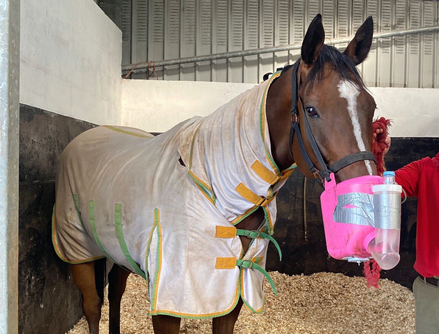 Horse with aspirator