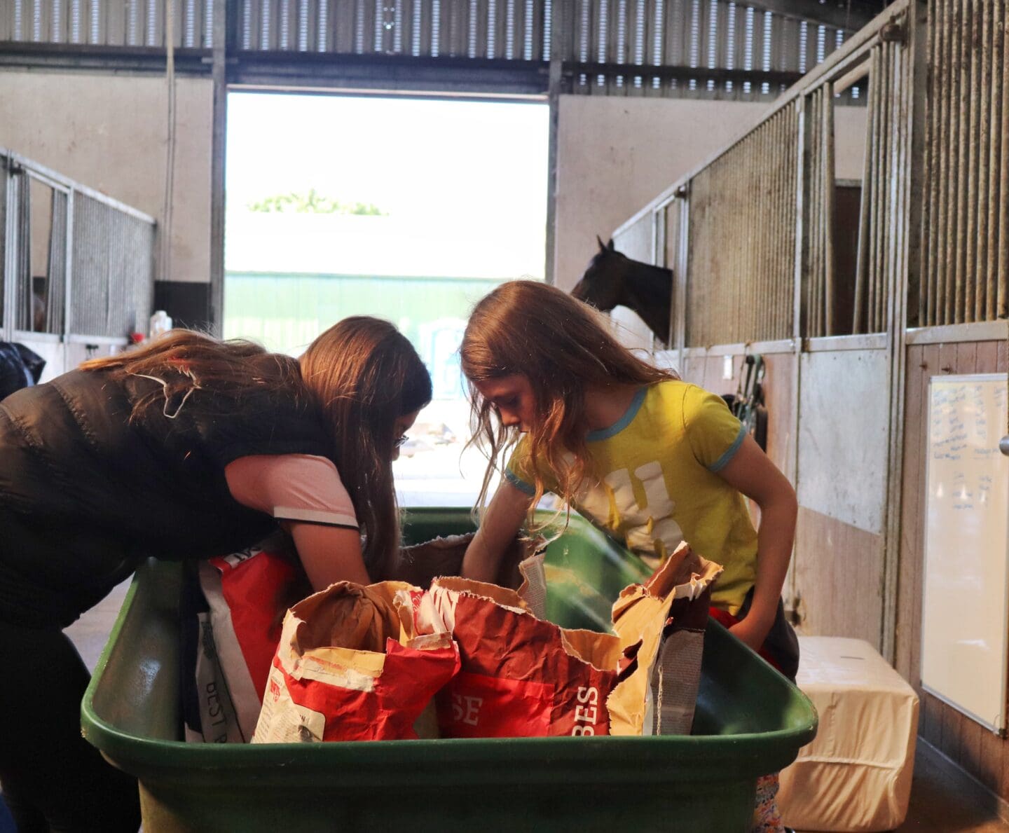Getting feed for horse from wheelbarrow and sacks