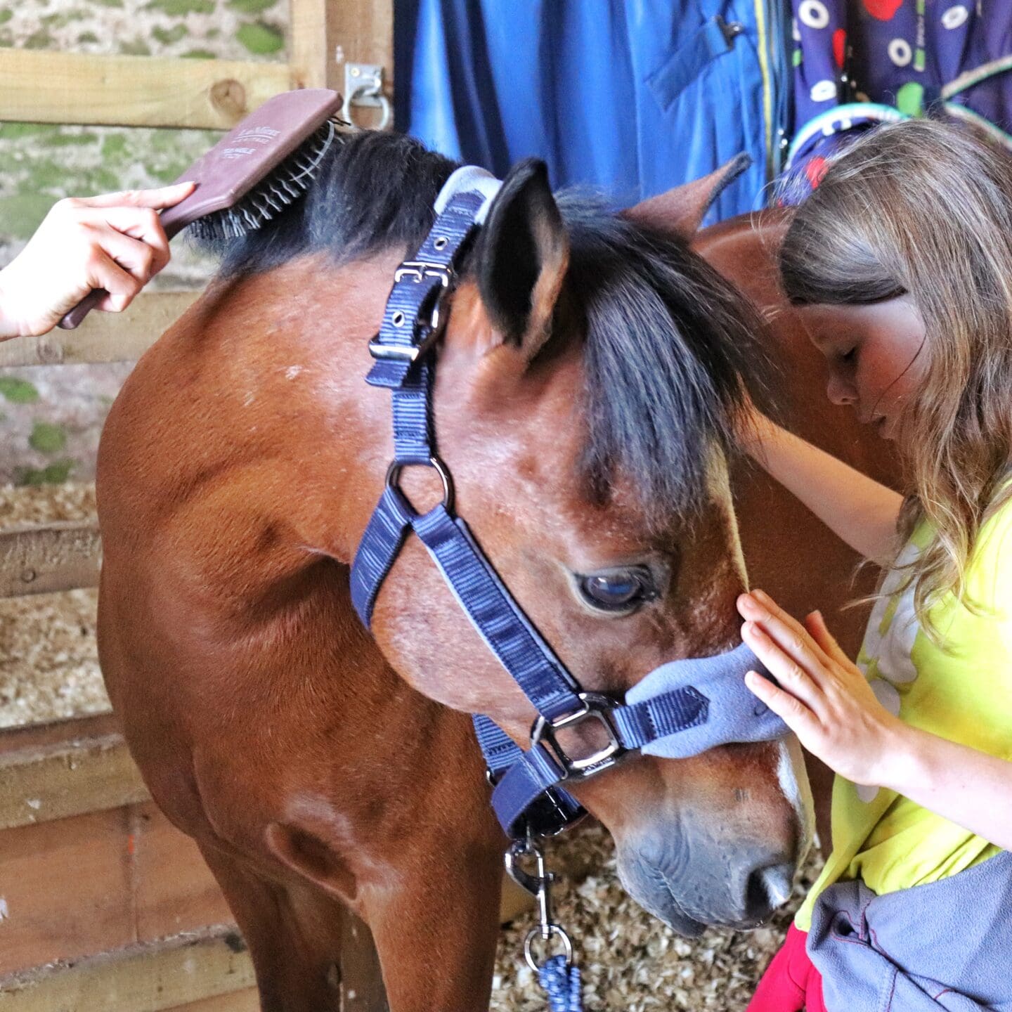 Patting and grooming a pony