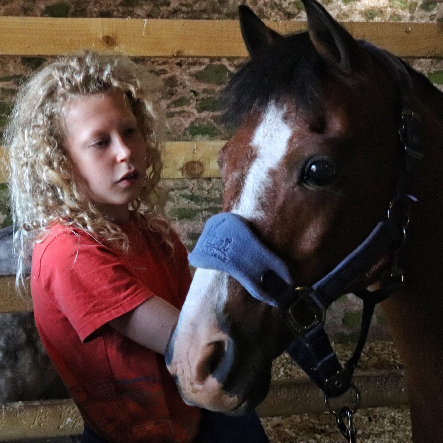 Pony being groomed