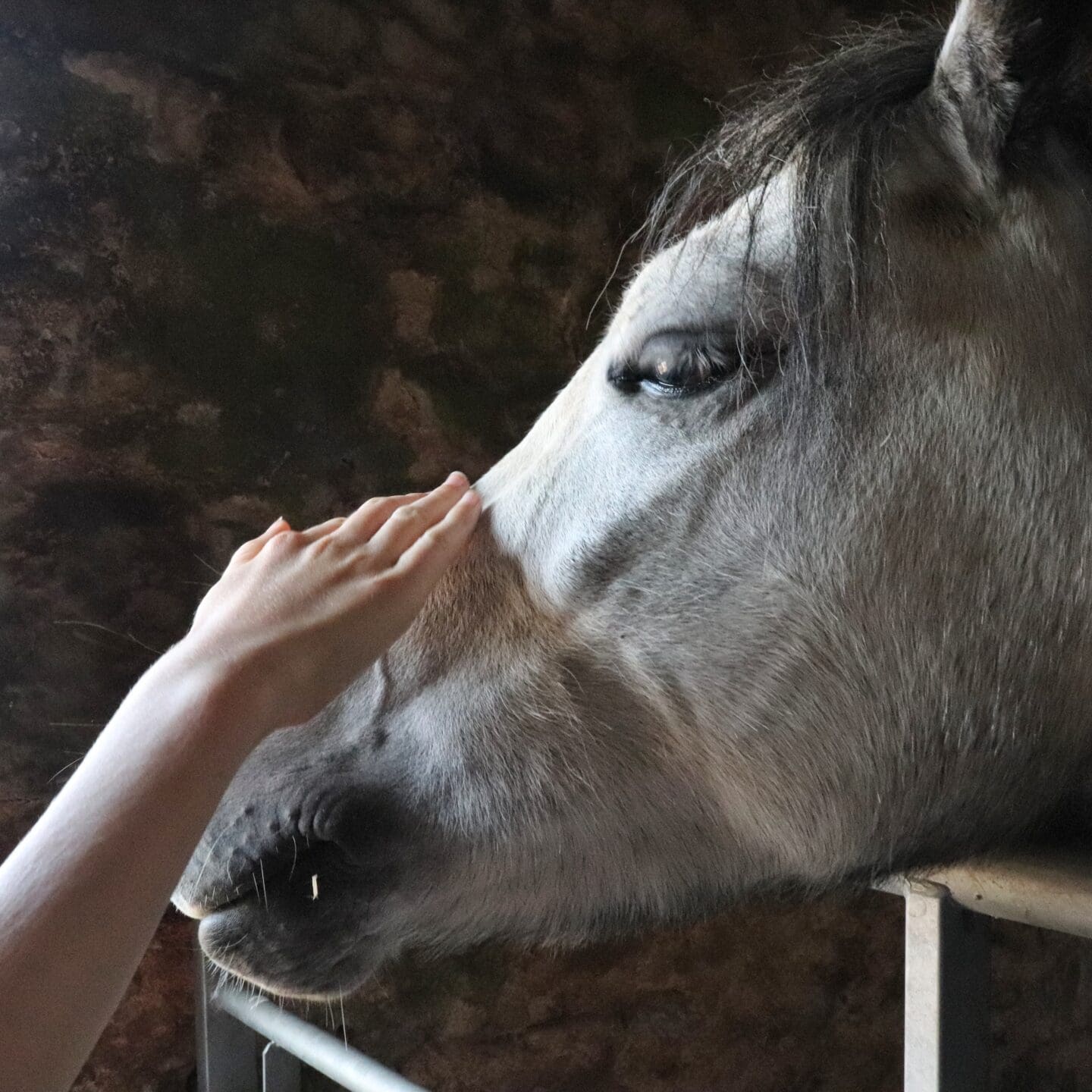 Pony in a stable