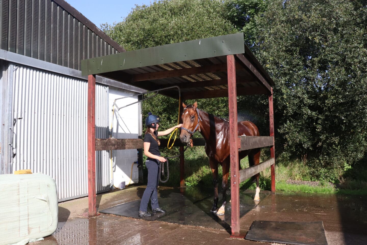 Horse being washed down