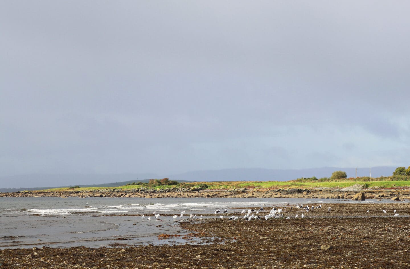 Gulls on beach