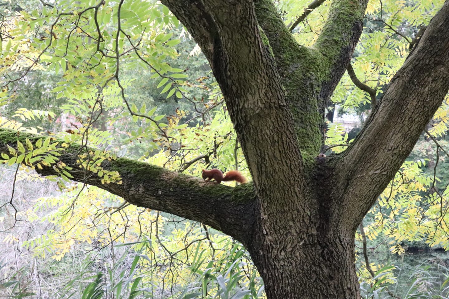 Red squirrel in Hamburg