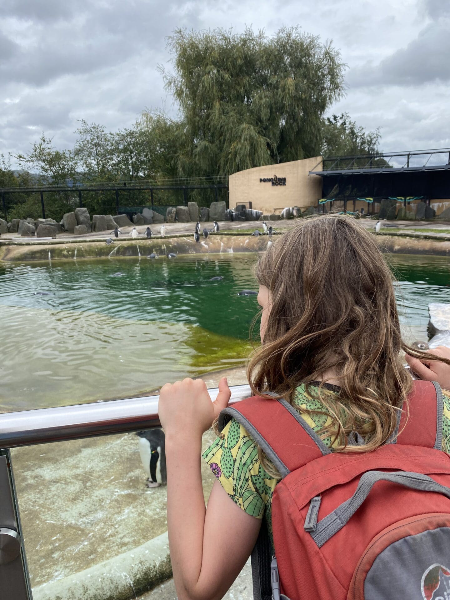 Child watching penguins at zoo