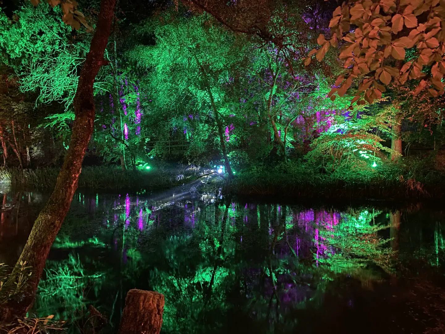 Light show in a forest