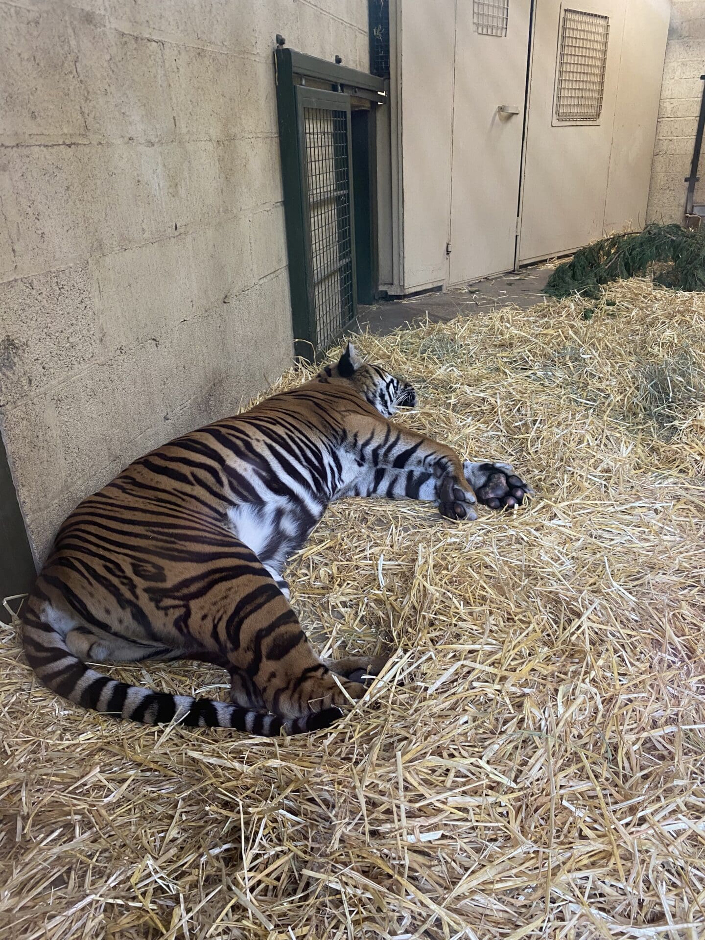 Tiger at Edinburgh zoo