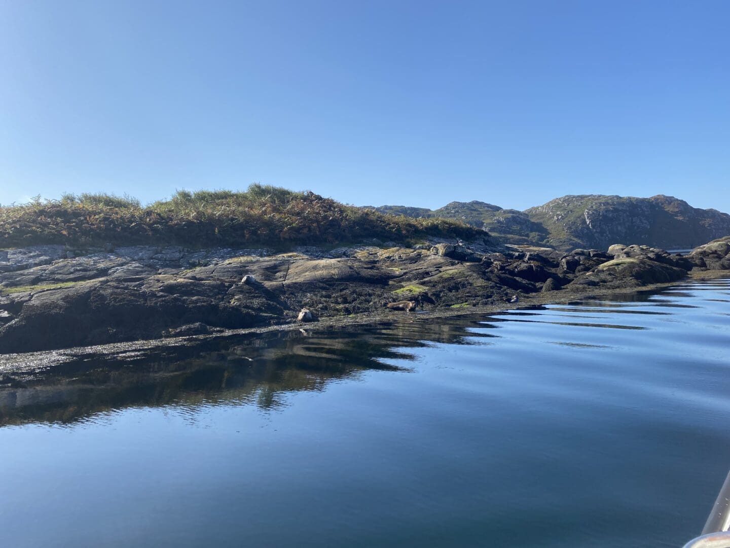 Seals on coastline