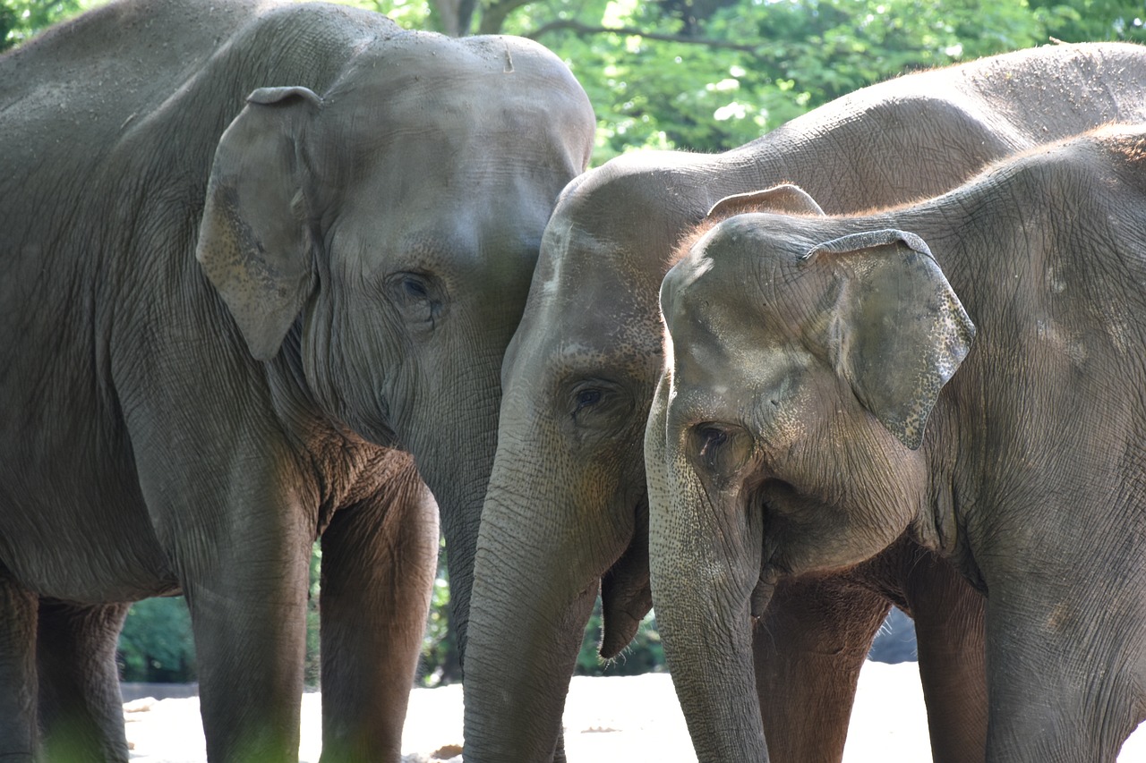 Elephants