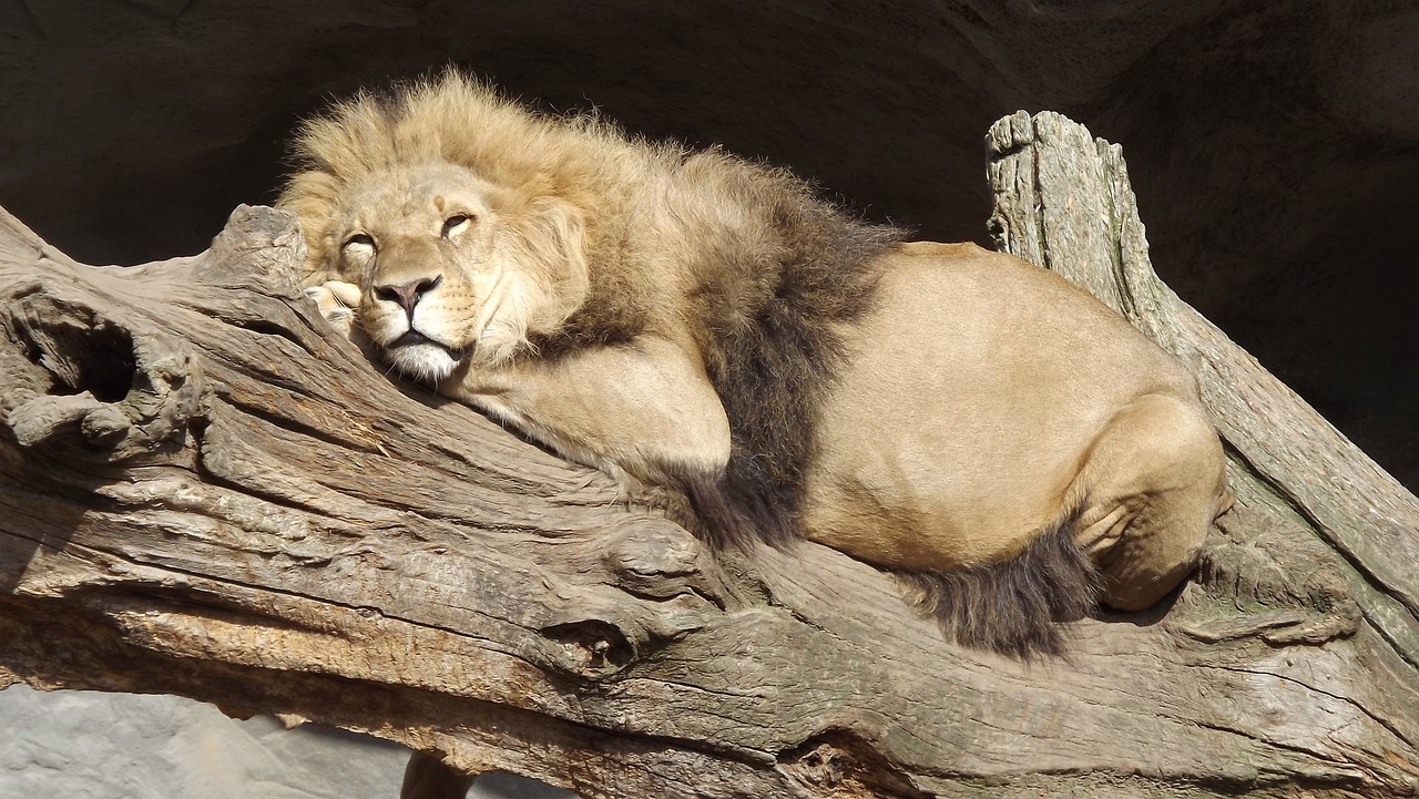 Lion on tree
