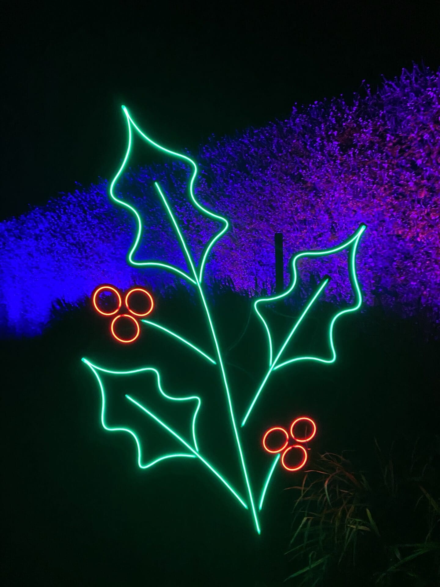 Holly lights display