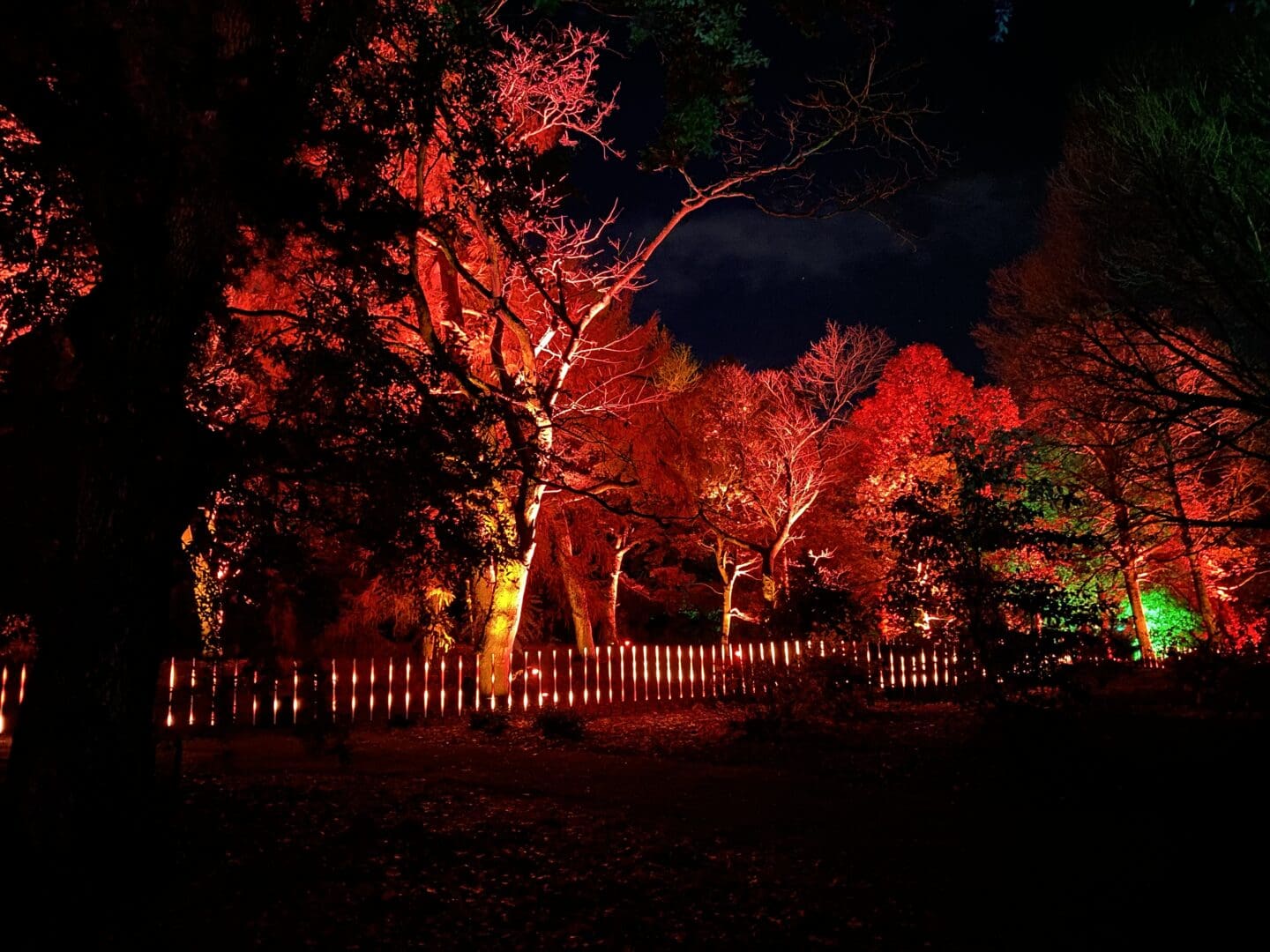Light display in trees