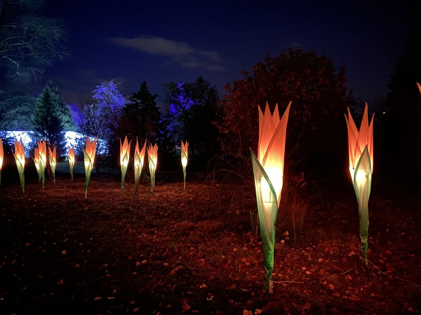 Illuminated giant crocus light installation