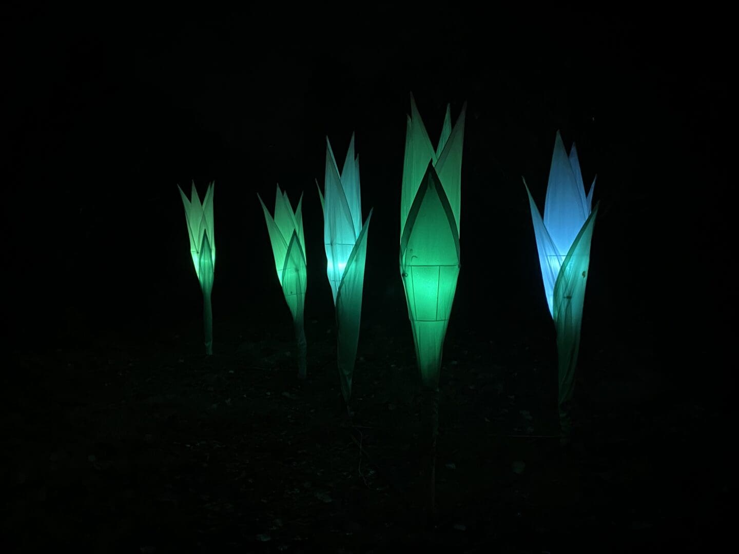 Light installation crocus flowers