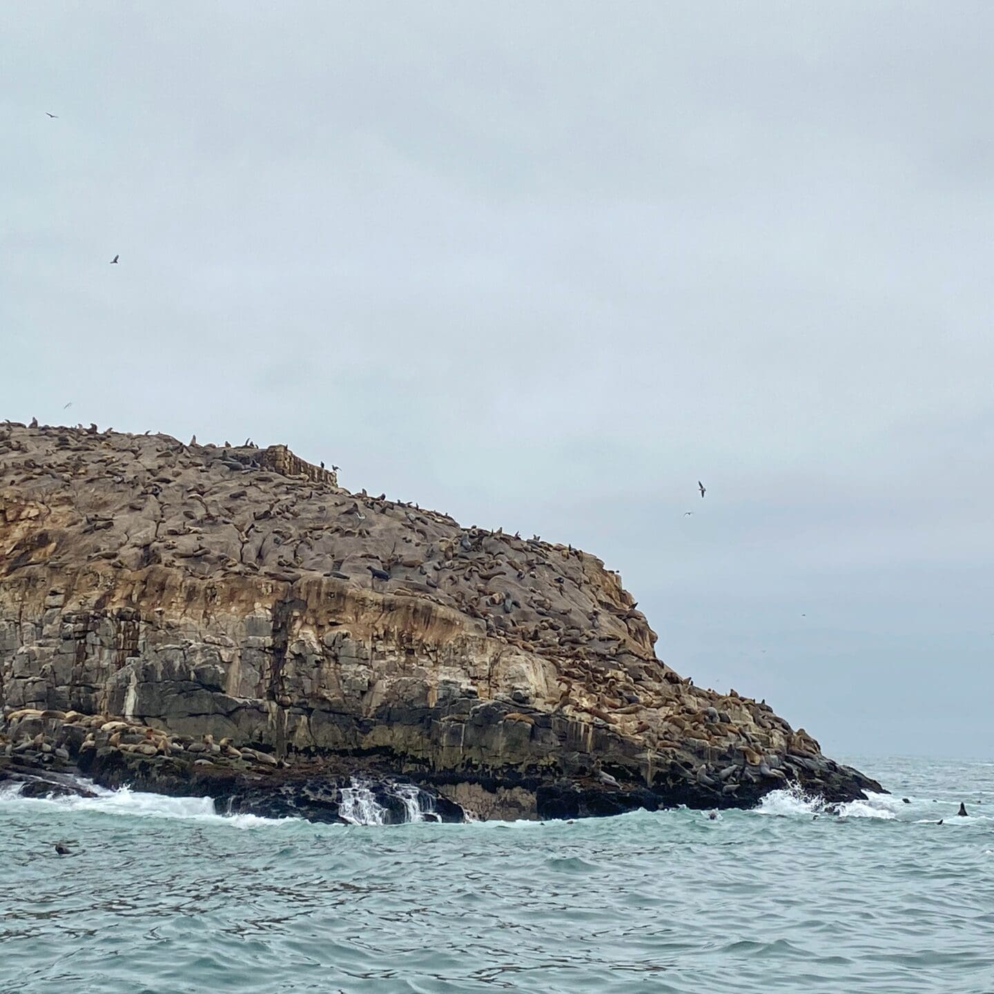 Sea Lions near Lima