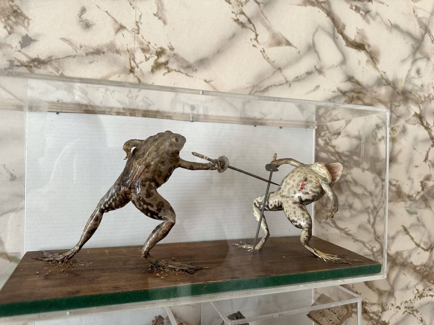 Sword fighting frogs