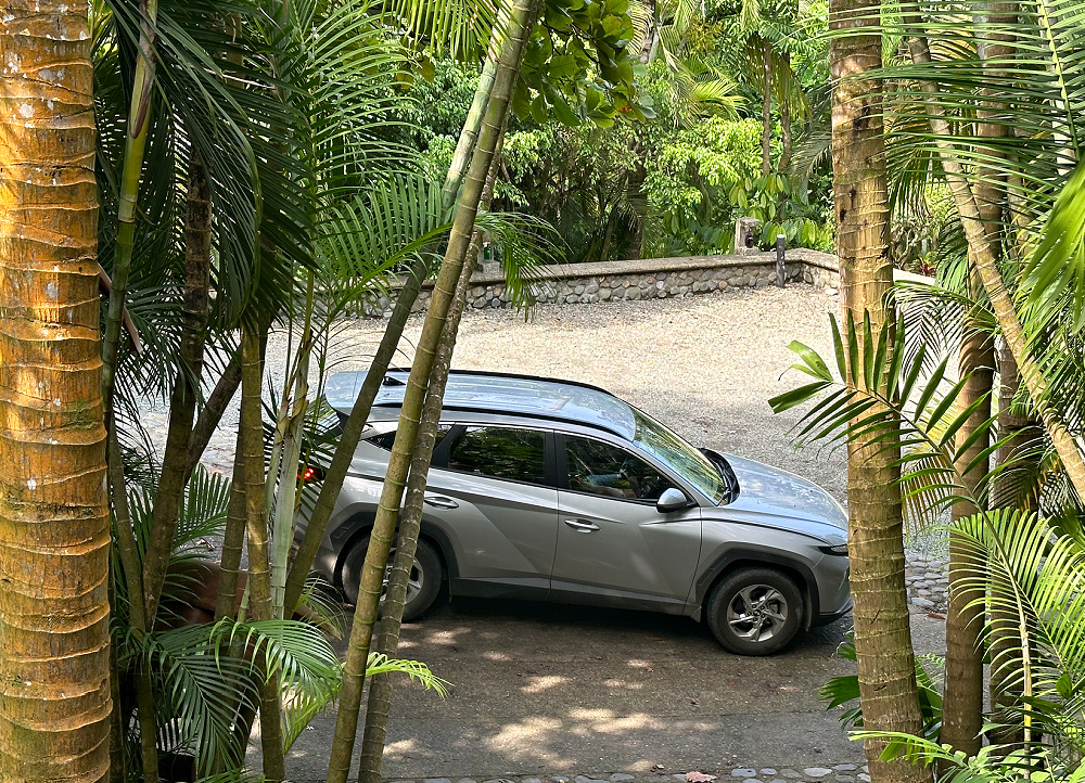Car in jungle