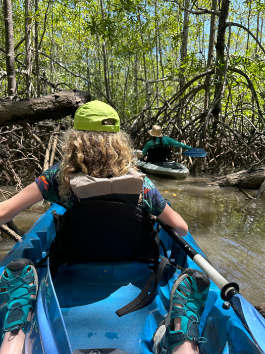 Kayaking in mangrove