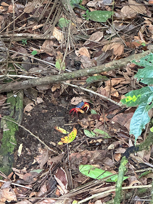 Crab in rainforest