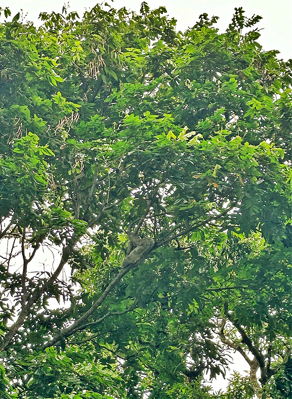 Sloth in tree