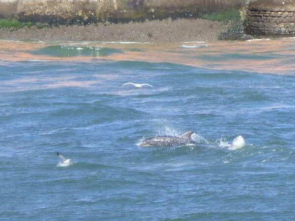 Aberdeen harbour dolphins